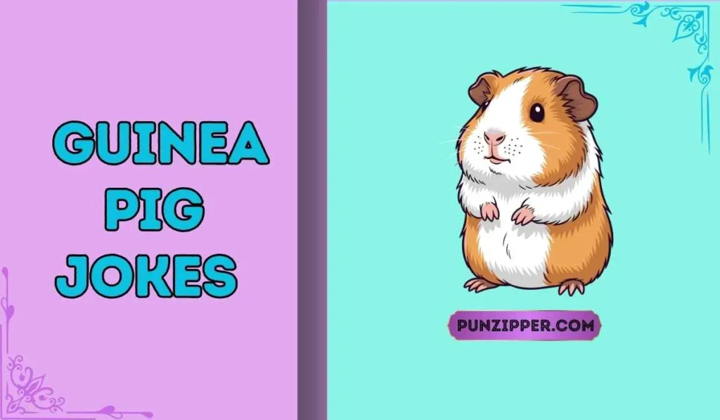 guinea pig jokes